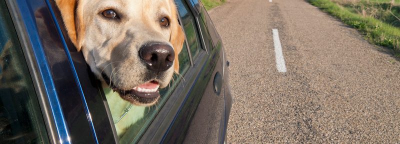 Comment voyager en toute sécurité avec son animal de compagnie ?