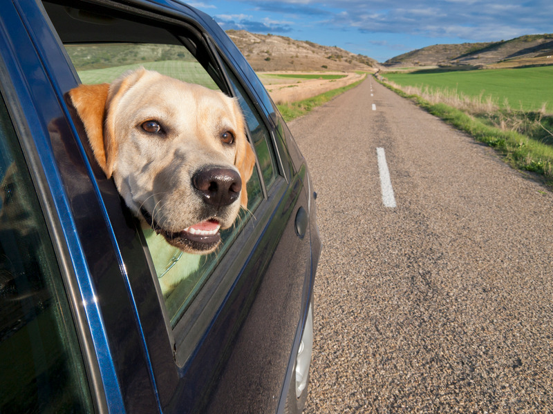 Chien en voiture
