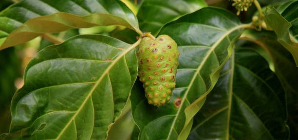 Comment utiliser les feuilles de noni ?